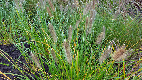 Diverse grassoorten bij Tuincentrum van Rijs Heerenveen