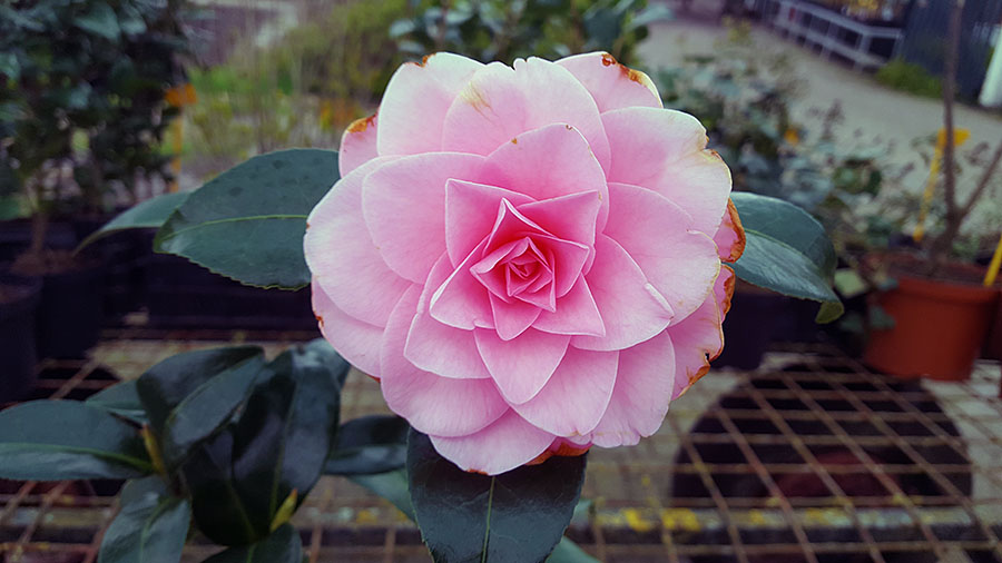 camellia debbie roos van rijs heerenveen