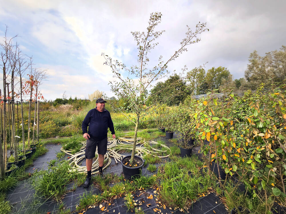 hans van reis hovenier tuincentrum rottum